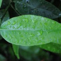 Grapefruit Leaf برگ گریپ فروت